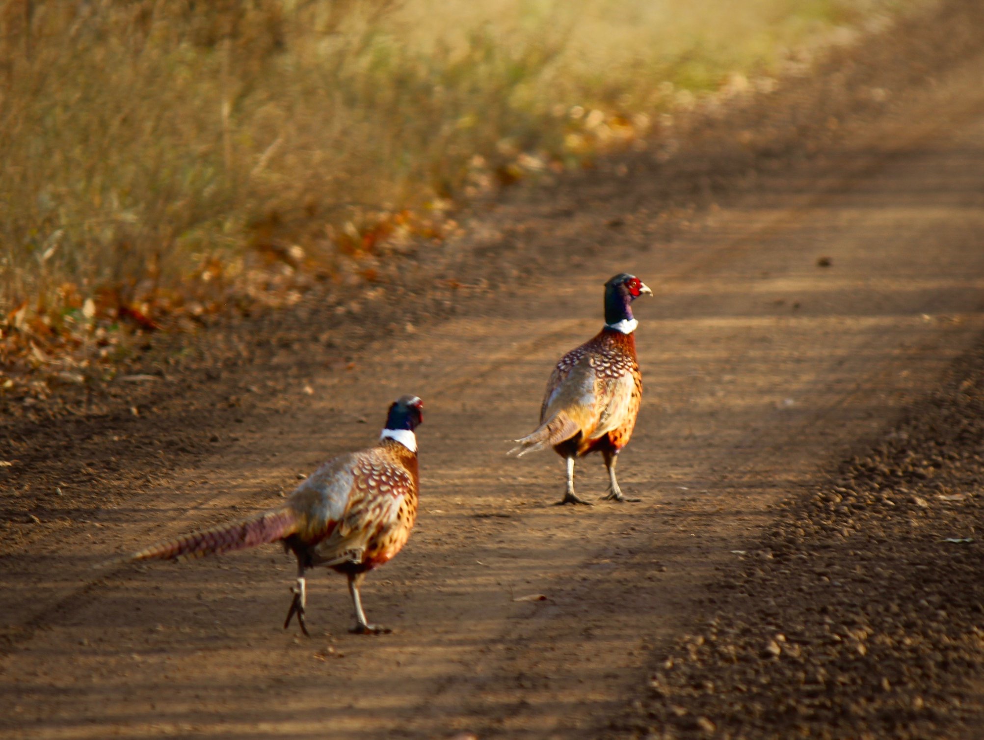 Stettler Pheasant Festival Destination Stettler Destination Stettler