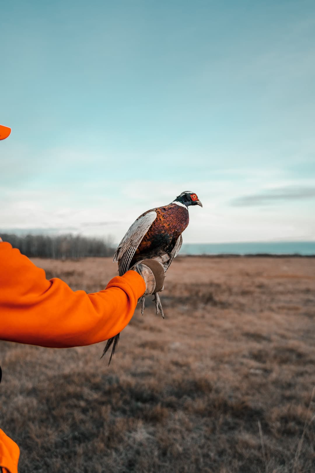 Stettler Pheasant Festival ​October 13-15, 2023 This year is the 10 year anniversary of the popular event and we continue to see the conversation efforts from the event with the increase of pheasants throughout the area.