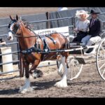 Mark it Down! The Stettler County Fair &n Rodeo is coming to the Ag Society July 29 to August 2, 2025. Xtreme Broncs Rodeo Heavy Horse Show Beef Show Poultry Show Bench Show Fun for the whole family!