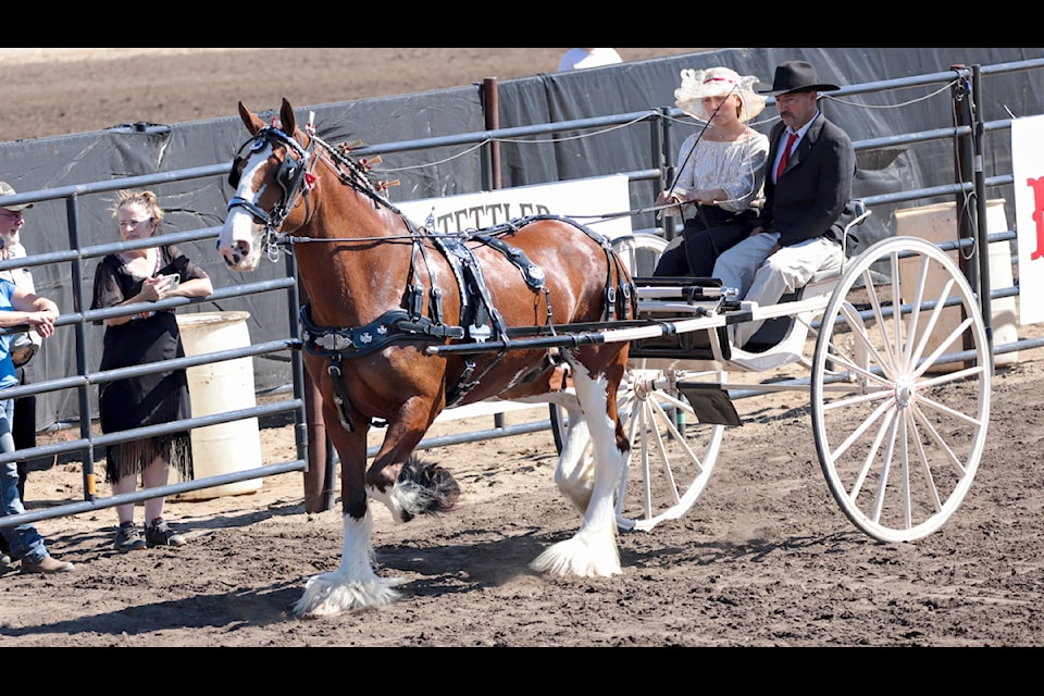 Mark it Down! The Stettler County Fair &n Rodeo is coming to the Ag Society July 29 to August 2, 2025. Xtreme Broncs Rodeo Heavy Horse Show Beef Show Poultry Show Bench Show Fun for the whole family!