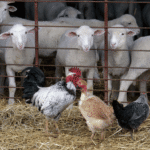 Sunday, June 8 10a.m. to 2p.m. athe the Stettler Town and Country Museum! Sheep, rabbits, chickens, fresh baking, needle felting, market and so much more to be announced! Come see what the kids have been learning all year, ask them questionsw about their projects. This is heir achievement day where they will show off projects and receive year end awards. Everyone is welcome to attend free of chrge. There will be lunch served on the premises for $5 per person! 