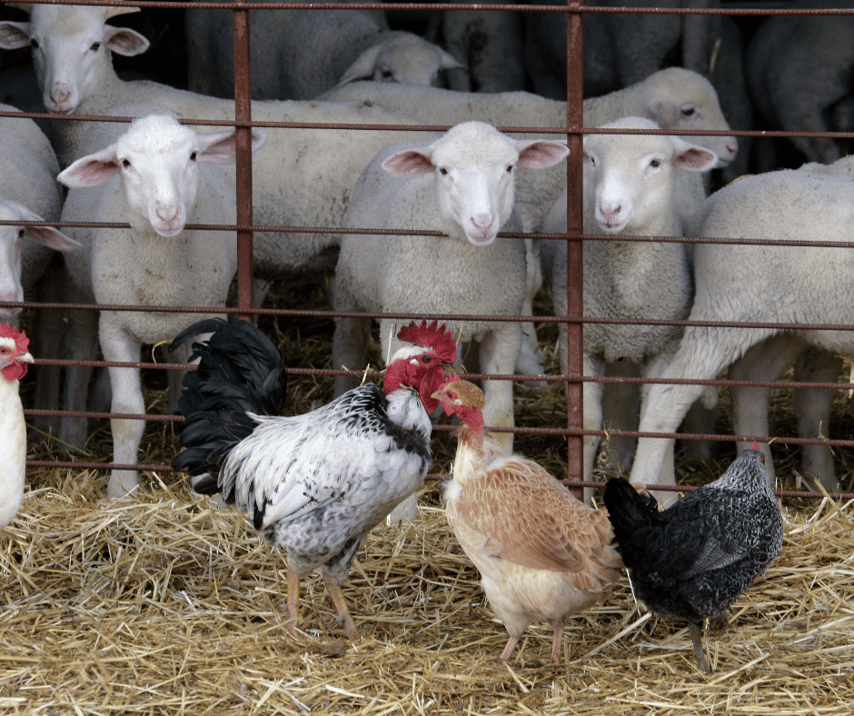 Sunday, June 8 10a.m. to 2p.m. athe the Stettler Town and Country Museum! Sheep, rabbits, chickens, fresh baking, needle felting, market and so much more to be announced! Come see what the kids have been learning all year, ask them questionsw about their projects. This is heir achievement day where they will show off projects and receive year end awards. Everyone is welcome to attend free of chrge. There will be lunch served on the premises for $5 per person!