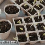 Spring Plant Exchange Saturday, May 9 from 11a.m. to 1p.m. at the Stettler Agriplex (In conjuction with the Homestead Market) Bring perennial plants or seeds to exhange freely. Brought to you by Heartland Beautification Committee and Stettler Blooms!