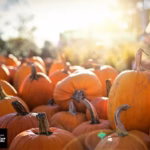 Two Fall Weekends of Family Fun! Saturday, September 19 - 12pm to 9pm Sunday, September 20 - 9am to 4:30pm Saturday, September 26 - 12pm to 9pm Saturday, September 27 - 9am to 4:30pm Gate in the Orchard - Gate Fee: $20/car (Face painting included)